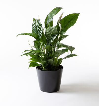 Fredslilje i sort potte Fredslilje i sort potte